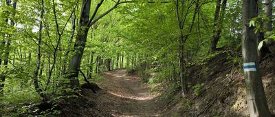 Przełęcz Czesława Panczakiewicza ↔ Ponikiew [W drodze z Ponikwi w kierunku Przełęczy Czesława Panczakiewicza]
