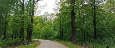 Pszczyna, rozejście przy zagrodzie żubrów ↔ Pszczyna, ul. Żorska