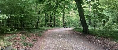 Kopiec Piłsudskiego ↔ Las Wolski, rozejście szlaków czerwony / zielony