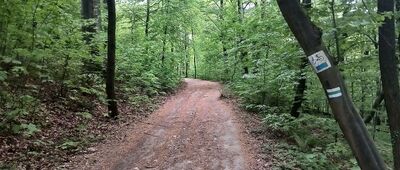 Las Wolski, rozejście szlaków czerwony / zielony ↔ Las Wolski, skrzyżowanie szlaków zielony / czarny