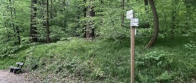 Las Wolski, skrzyżowanie szlaków zielony / czarny