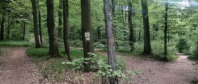 Las Wolski, Mokry Dół ↔ Las Wolski, skrzyżowanie szlaków zielony / czarny