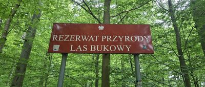 Rezerwat Las Bukowy ↔ Głuchołazy-Zdrój, al. Jana Pawła II