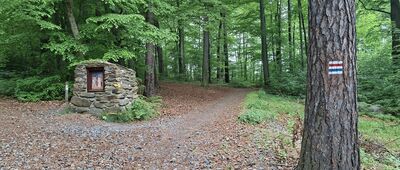 Rezerwat Las Bukowy