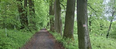 Podlesie ↔ Przełęcz 505