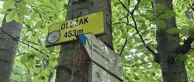 Olszak