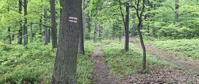 Rozejście szlaków ↔ Dębowiec, Dębowy Las