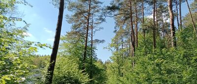 Dąbrowa