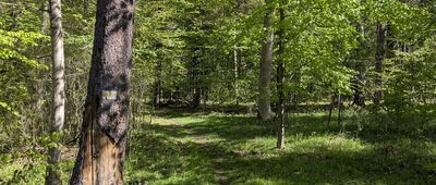 Wadąg ↔ Olsztyn, szpital [Oznaczeń nie brakuje. Trudno się tu zgubić, nawet gdy szlak odbija w rzadziej uczęszczaną ścieżkę]