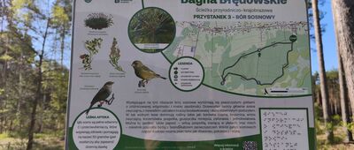 Rozejście ścieżki ↔ Bagna Błędowskie, Biała Przemsza [Przystanek 3 Ścieżki Edukacyjnej]