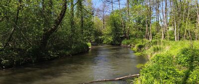 Kuźniczka-Las ↔ Sławków, ul. Kościelna [Okradzionów - Biała Przemsza]