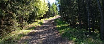 Pod Dzikowcem ↔ Dzikowiec Wielki