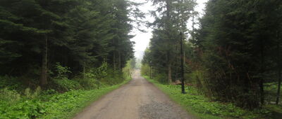 Rymanów-Zdrój, ul. Leśna ↔ Rymanów-Zdrój, leśniczówka