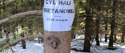 Cyl Hali Śmietanowej