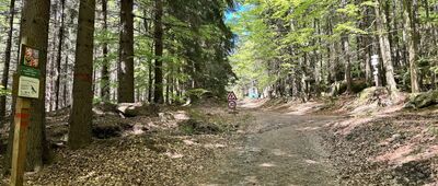 Božanovský Špičák, rozc.