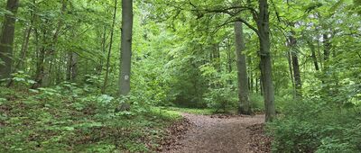 Goraj, zamek ↔ Rozejście szlaków