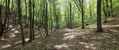 Ciszkowo, las ↔ Goraj, zagroda dzicza