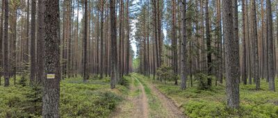 Bydlino ↔ Słupsk, Most Dziewic [Bardzo przyjemny fragment szlaku]