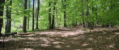 Trzcianka, droga do gajówki