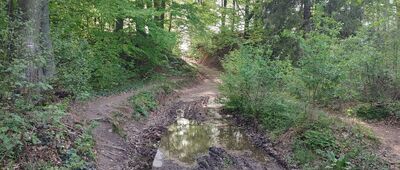 Podlesie ↔ Podlesie, granica parku narodowego