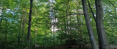 Nielepice, ul. Kmieci ↔ Nad Pierunkowym Dołem