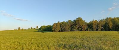 Nielepice, ul. Dębowa ↔ Nielepice, ul. Spacerowa