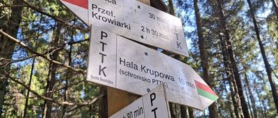 Złota Grapa