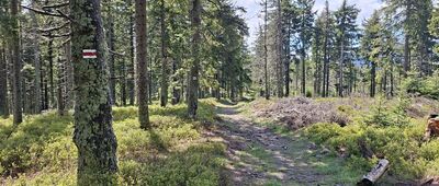 Rozejście pod Brożkami ↔ Cyl Hali Śmietanowej