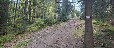 Las Suchowarski ↔ Przełęcz Glinne