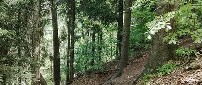 Przełęcz Kozia ↔ Borowa