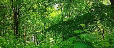 Mieroszów, Park Miejski ↔ Mieroszów, ul. Słowackiego
