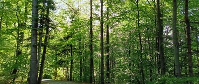 Zwardoń, odejście szlaku żółtego ↔ Byłe schronisko PTTK Dworzec Beskidzki