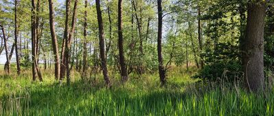 Burzec ↔ Wojcieszków [podmokłe tereny przy Wojcieszkowie]