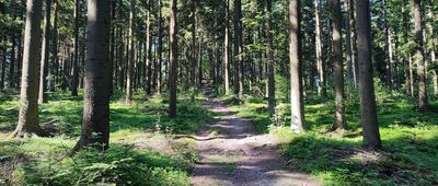 Kamień Miedzianogórski ↔ Tumlin-Podgród