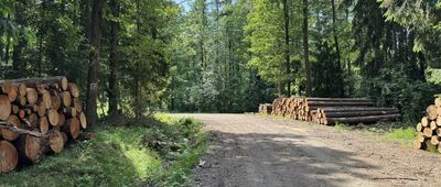 Mniszy Las ↔ Skrzyżowanie szlaków czerwony / niebieski