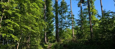 Chełmiecki Las ↔ Raczyce, skrzyżowanie szlaków czerwony / zielony
