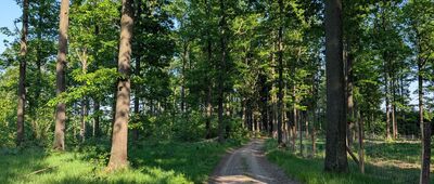 Chełmiecki Las ↔ Rozdroże nad Jeżycą