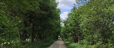 Kamienna ↔ Wyżne, las