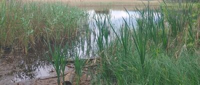 Mogilno Małe, droga S14 ↔ Terenin