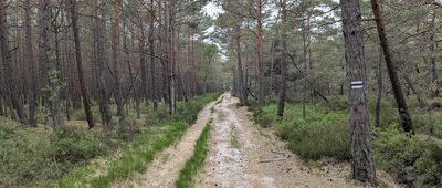 Rezerwat Mierzeja Sarbska ↔ Łeba, ul. Nadmorska [Po północnej stronie jeziora Sarbsko szlak ma piaszczysty charakter]