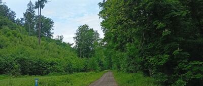 Bojanice, leśniczówka rozwidlenie
