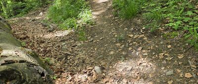 Skrzyżowanie pod Wołosaniem ↔ Bacówka pod Honem, droga leśna