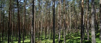 Rozejście pod Wysokim Kamieniem ↔ Piekielna Góra