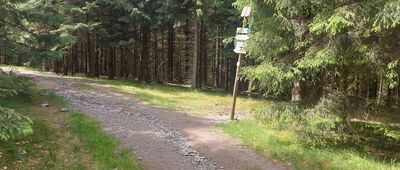 Nad Budnikami [Rozejście szkaków nad Budnikami]