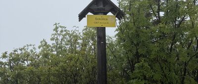 Sokolica