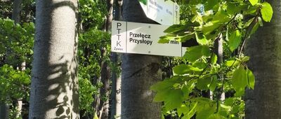 Przełęcz Buczynka [Przełęcz Buczynka, wejście na szlak zielony]