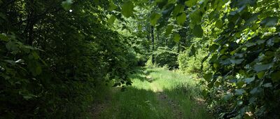 Rozejście szlaków ↔ Droga do Kamiennych Mostów [Miejscami szlak jest zarośnięty, ale wszędzie da się przejść.]