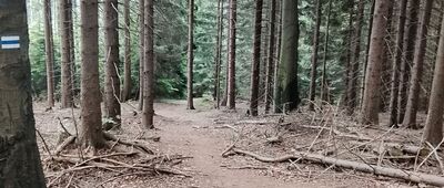 Rozejście szlaków ↔ Rozejście pod Stachoniem