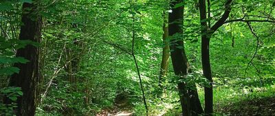 Pod Szczytną ↔ Rozdroże pod Szczytną
