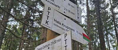 Złota Grapa